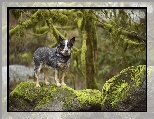 Mech, Australian cattle dog, Pies, Skały, Drzewa