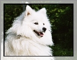 Bialy, Pies, Szpic japoński