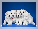 Pięć, Białych, Szczeniaczków