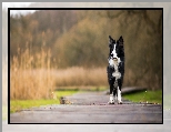 Border collie, Pies, Bia�o-czarny, K�adka