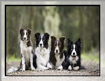 Border collie, Cztery, Psy, Alejka
