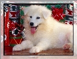 Bo�e, Szczeniak, Bia�y, Narodzenie, Prezenty, Pies