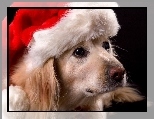 Czapka, Pies, Golden retriever, Mikołaja
