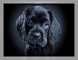 Szczeniaczek, Ma�y, Czarny, Labrador Retriever