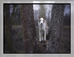 Drzewo, Pies, Border collie