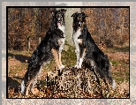 Dwa, Border collie, Pie�