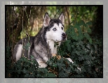 Gałązki, Siberian husky, Rośliny, Bluszcz