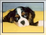 g�owa, Cavalier King Charles spaniel