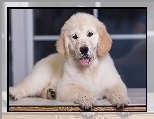 J�zyk, Szczeniak, Golden retriever, Okno