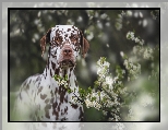Gałązki, Kwiaty, Pies, Białe, Dalmatyńczyk