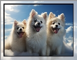 Grafika, Białe, Psy, Chmury, Trzy, Szpice miniaturowe, Niebo