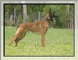 Owczarek belgijski Malinois, j�zyk
