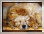 Golden retriever, �pi�ce, Dwa, Psy, Szczeniak