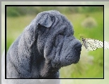 Shar Pei, Motyl
