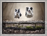 Dwa, Poprzeczka, Border collie, Biegn�ce, Psy, Skok