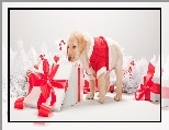 Prezenty, Pies, Szczeniak, �wi�teczne
