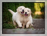 Psy, Szczeniaki, Dwa, Golden Retrievery