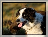 Pysk, Border collie, G�owa, J�zyk