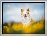 Rozmyte, ��ka, Border collie, Kwiaty, T�o