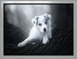 Szczeniak, Rozmyte, Kora, Border collie, Drzewo, T�o