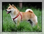 Shiba inu, czerwone, szelki