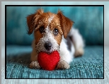 Serce, Jack Russell terrier, Pies, Szczeniak