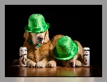 Puszki, Psy, Piwo, Zielone, Golden retriever, Kapelusze, Czarne t�o