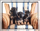 Trzy, Niemieckie, Owczarki, S�odkie, Szczeniaczki, Fotel