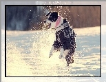 Zima, Pies, �nieg, Skok
